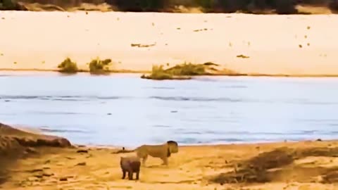 40 times animals messed with the wrong opponent reaction