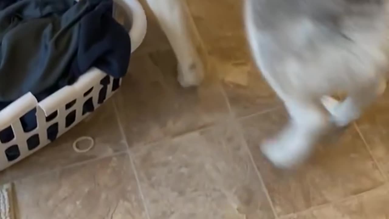 Guilty Husky Tries To Blame Other Dog! #shorts