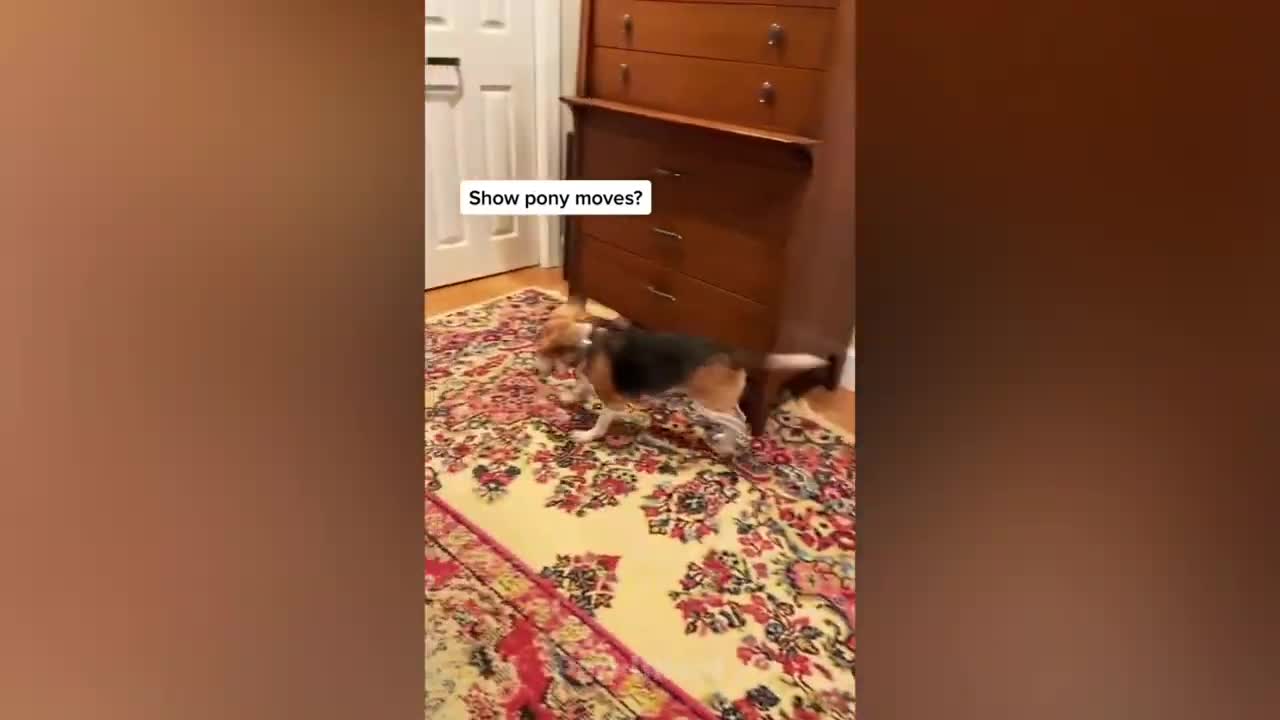 FUNNY DOG REACTION TO STUFFS AROUND HIM😂😂😂