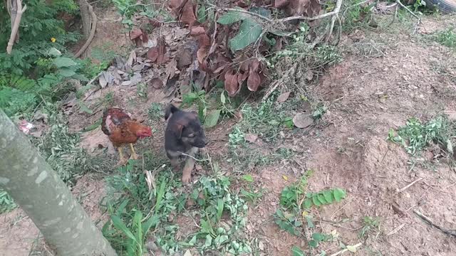 Naughty puppies, biting each other with chickens