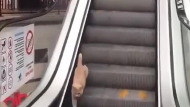 Walking on metro stairs CAT FUNNY MOMENTS