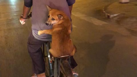 Little Doggy Hugging and Holding on