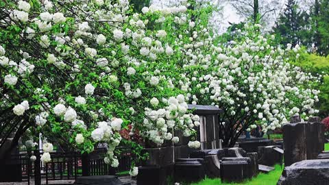 Healing Department landscape wood Hydrangea