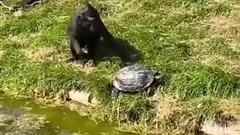 Funny Animal video