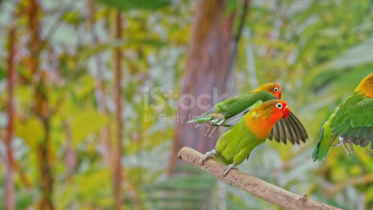 Sun Conure Parrots