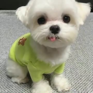 Funny dogs moments live