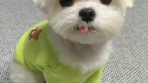 Funny dogs moments live