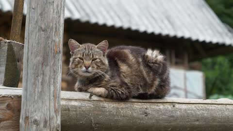 Cat sits on the fence and sleep