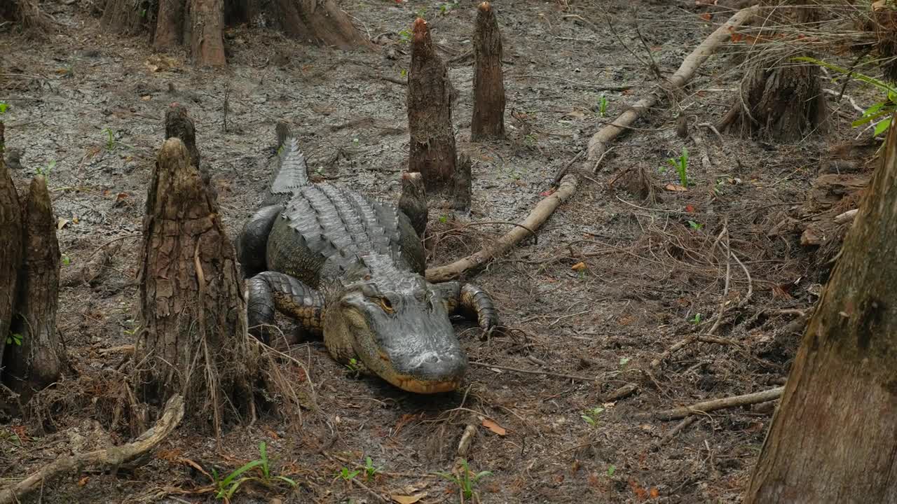 Large Fresh Water Alligator In A Florida Slough Marsh Laying On Ground Between Trees