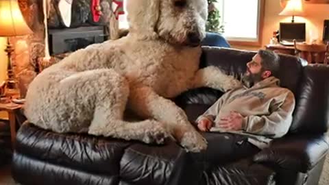 Huge Dog Weighs 450-Pound