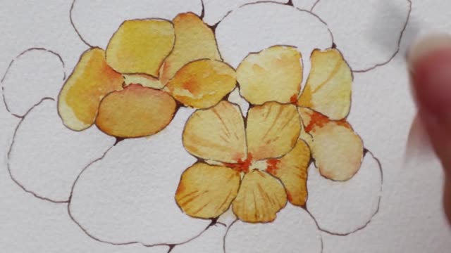 Detailed teaching of watercolor painting: teach you to make botanical painting nasturtium