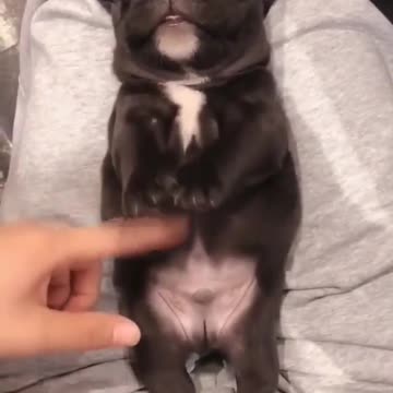 Why should i get a puppy 🐕