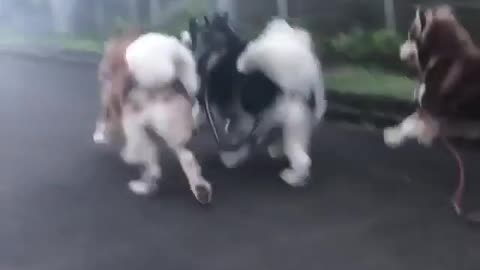 Dogs to dance