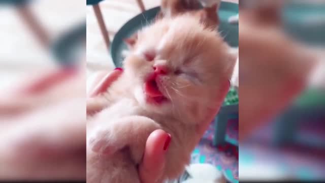 Baby Cats - Cute and Funny Cat Videos Compilation