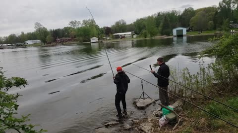 Wild Carp Classic 2024