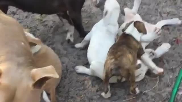 Foster puppies love playing with their foster siblings!