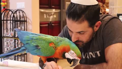 watch Cute parrots funny