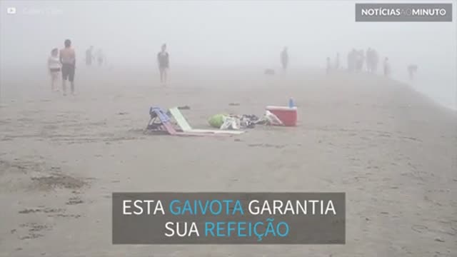 Gaivota rouba comida de grupo distraído