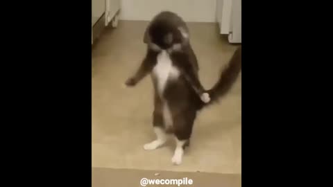 funny animals video