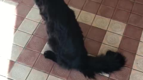 stubborn black maine coon doesn’t want to go for a walk