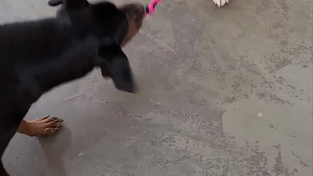 Tug of war between Doberman and Brittany