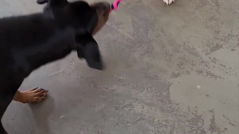 Tug of war between Doberman and Brittany