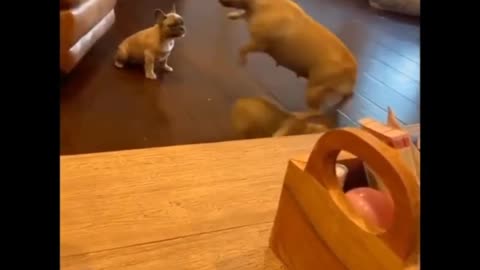 Baby puppy cute videos I cat cute I funny dog I Baby Pet cutest