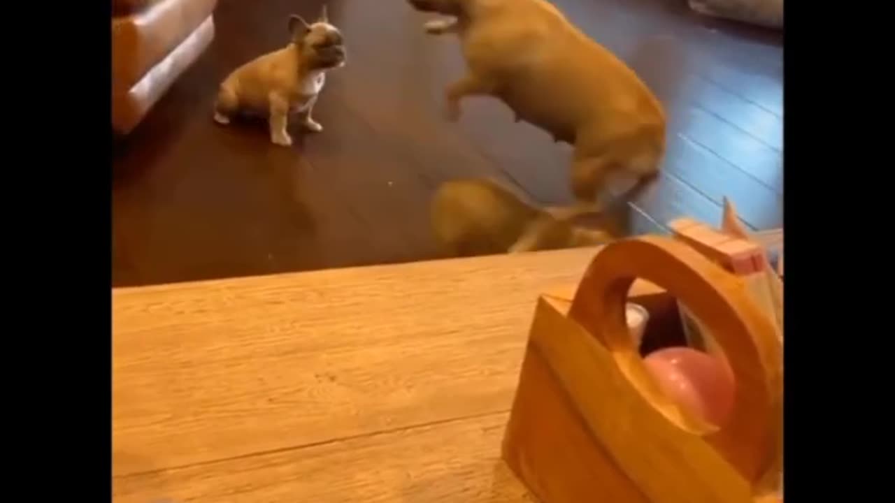 Baby puppy cute videos I cat cute I funny dog I Baby Pet cutest