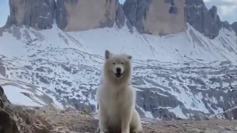 Dog funny vedio/short vedio
