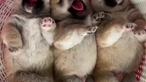 Cute baby drunk