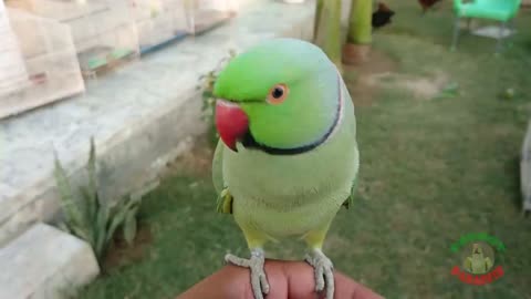 Cute parrot