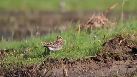 Bird walking on the grass.