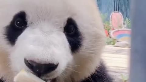 Who love panda in deeply