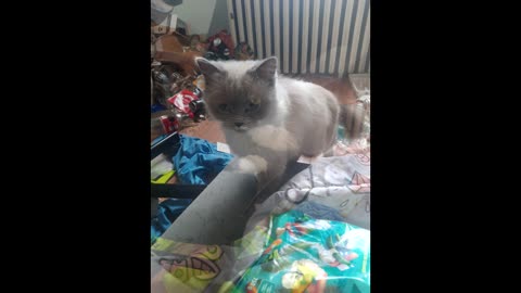 THE ANGRY CAT NAZI (Censored by Youtube)