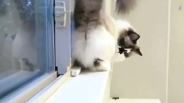 I'm stucking please help me #beautiful Cat