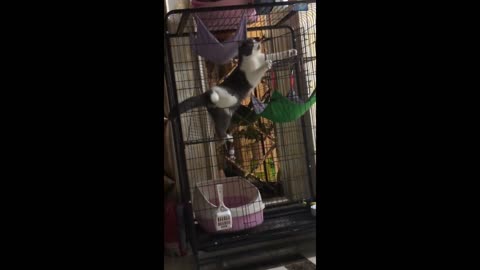 Lively kitten