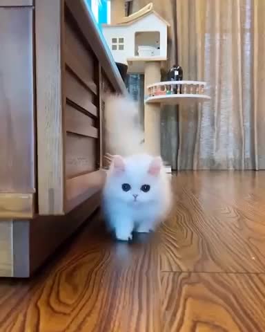 Cute white kitten playing