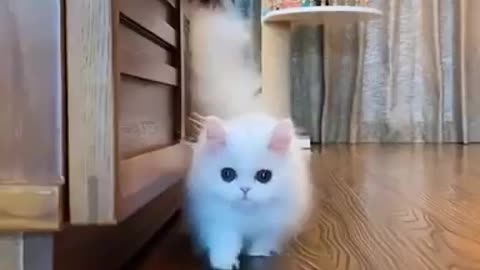 Cute white kitten playing