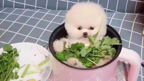 A cute puppy taking bath very funny video