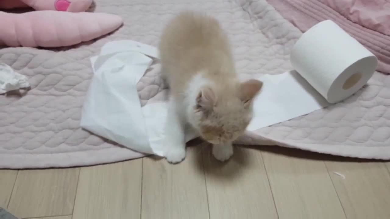 Very funny cat video and so cute