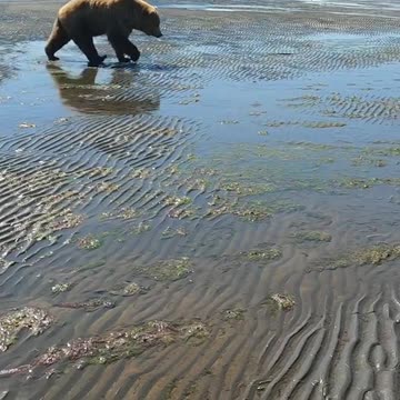 Young male bear encounter
