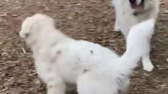 Dog funny Video