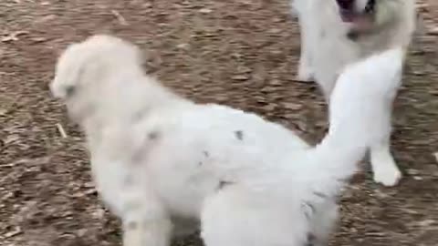 Dog funny Video