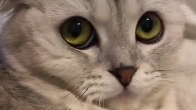 Funny Cats, Funniest Cats, Best Funny Cat Videos Of This Week #short 3