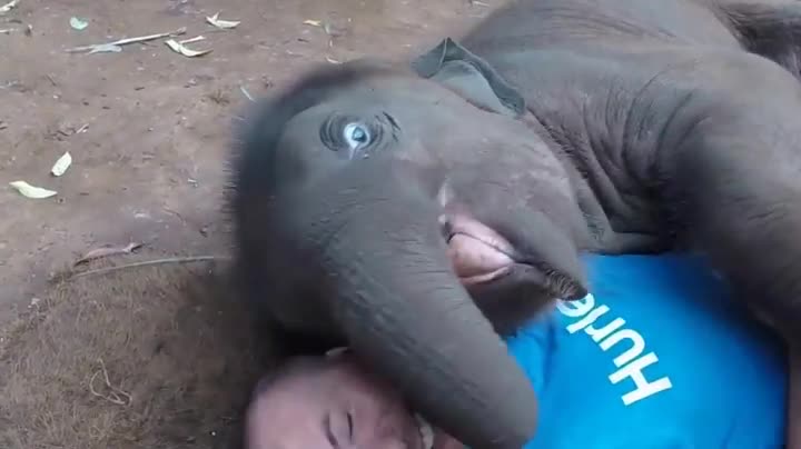 Snuggling With A Baby Elephant