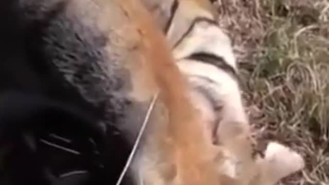 Tiger fights with other tiger rare video