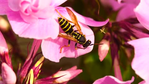 Wasp standin on a pink petal