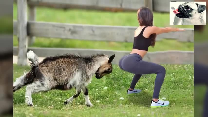 Funny Sheep Attacking People Compliation