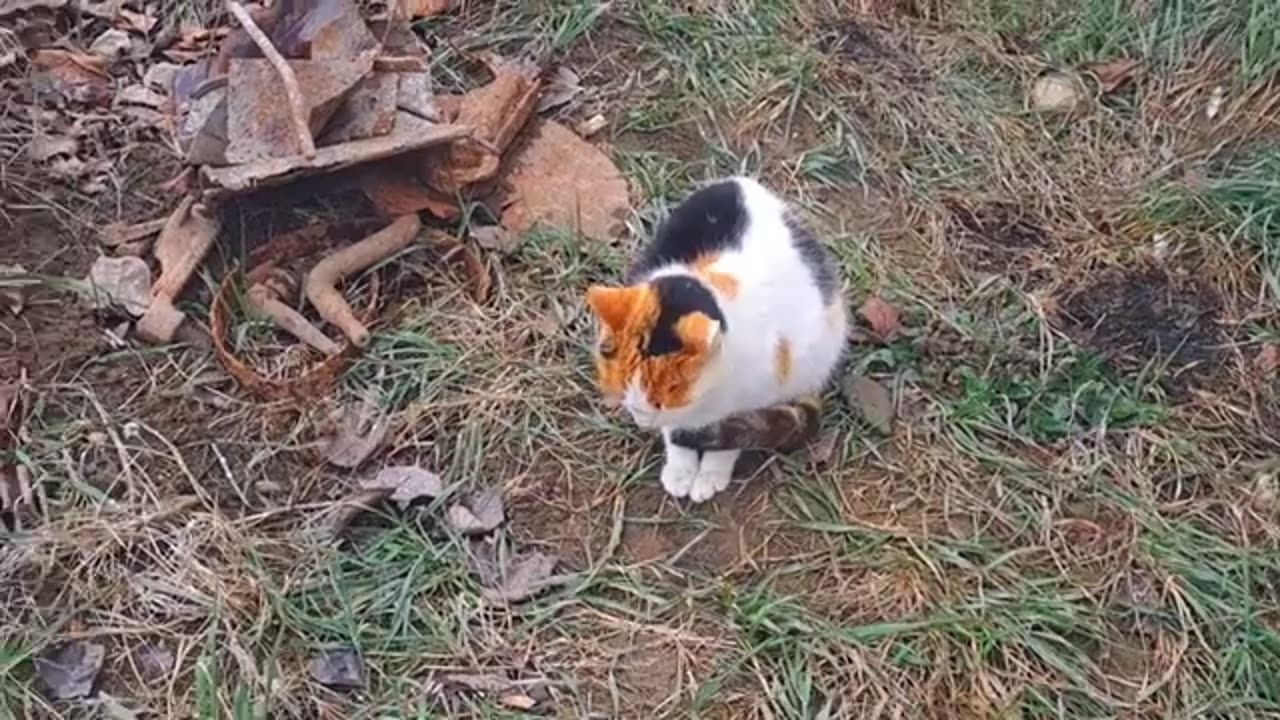 Street cats mate (Interesting mating video) ❤️🥰 #catsmating #streetcats