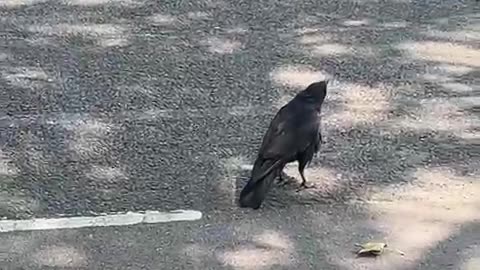 Crow making a series of loud caws